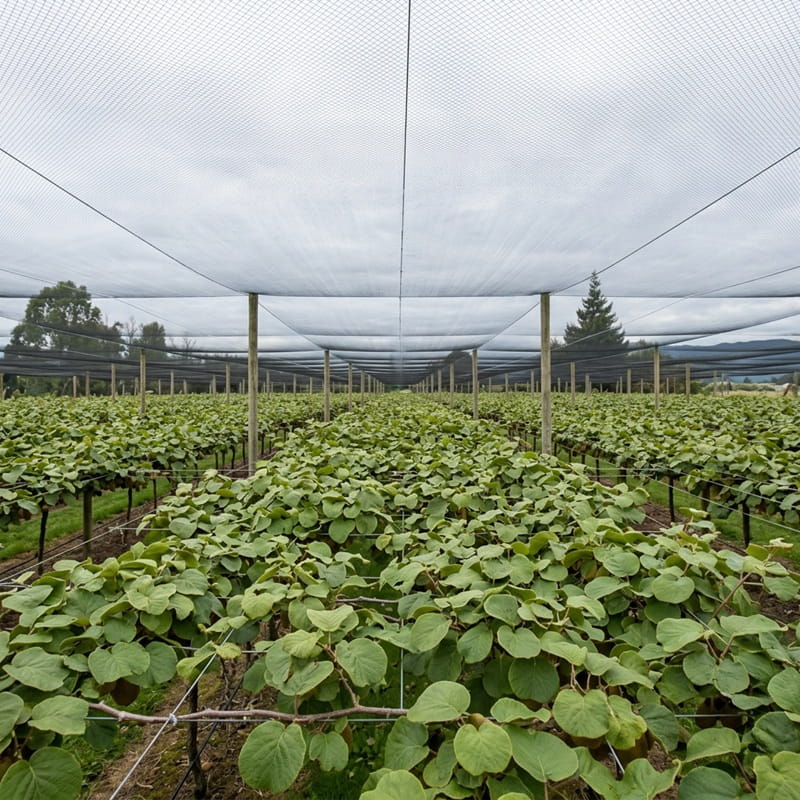 Canopy Bird Net