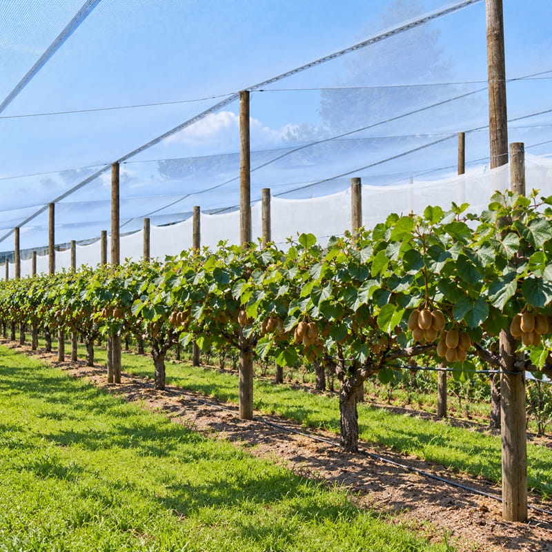 Bee Friendly Canopy Bird Net