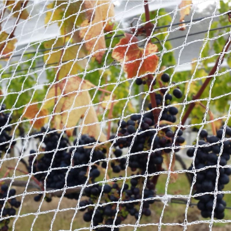 4m x 50m Economy Bird Net